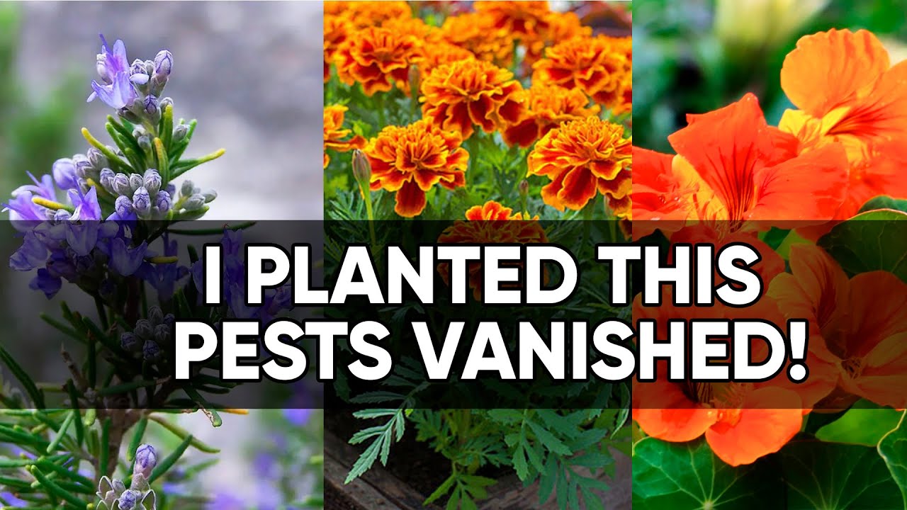 10 Companion Plants That Naturally Protect Your Garden from Pests