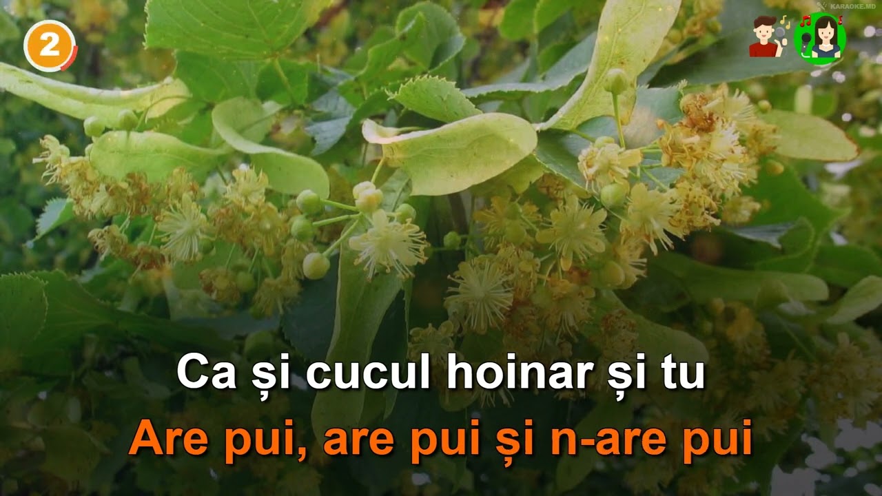 I.Suruceanu & O.Ciolacu 