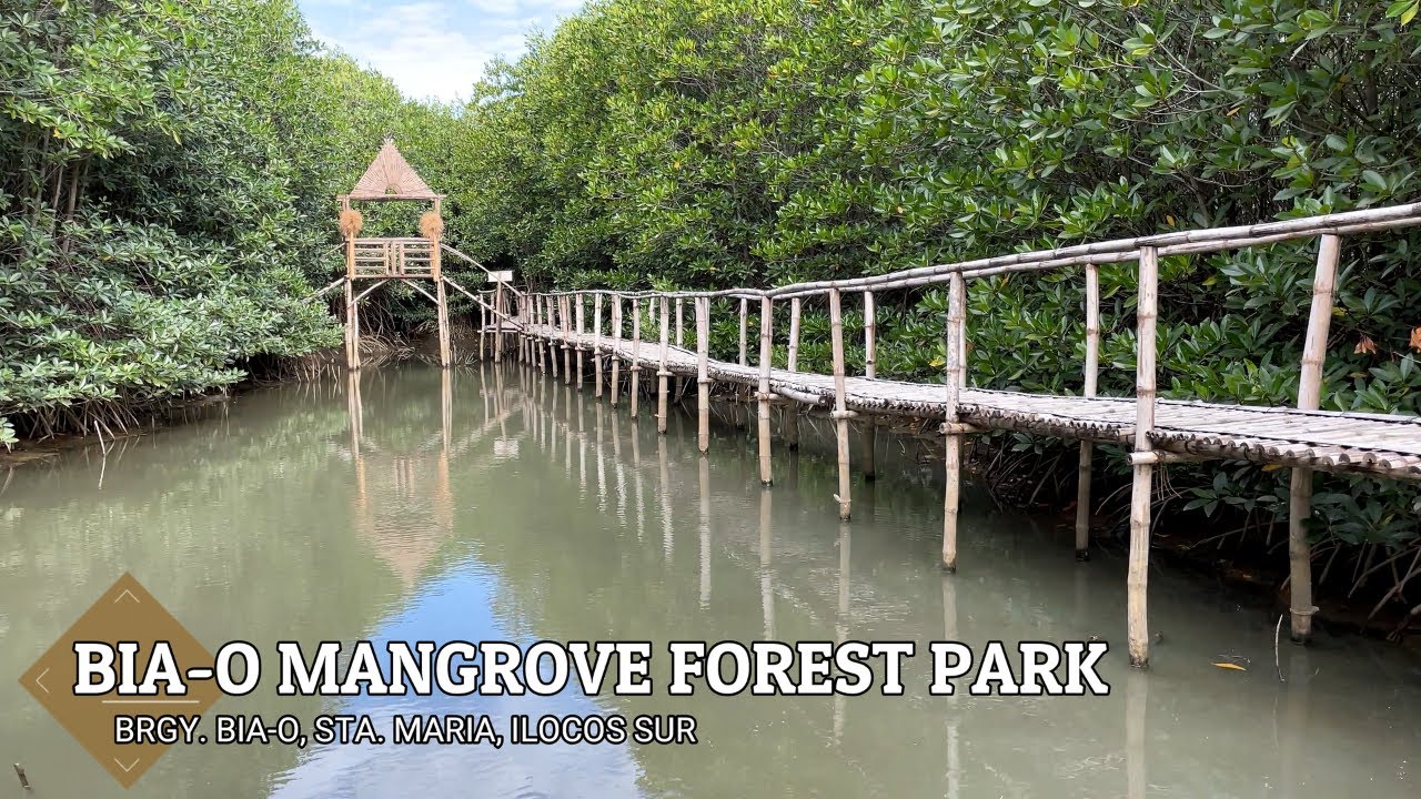 Bia-o Mangrove Forest Park - Bia-o, Sta  Maria, Ilocos Sur