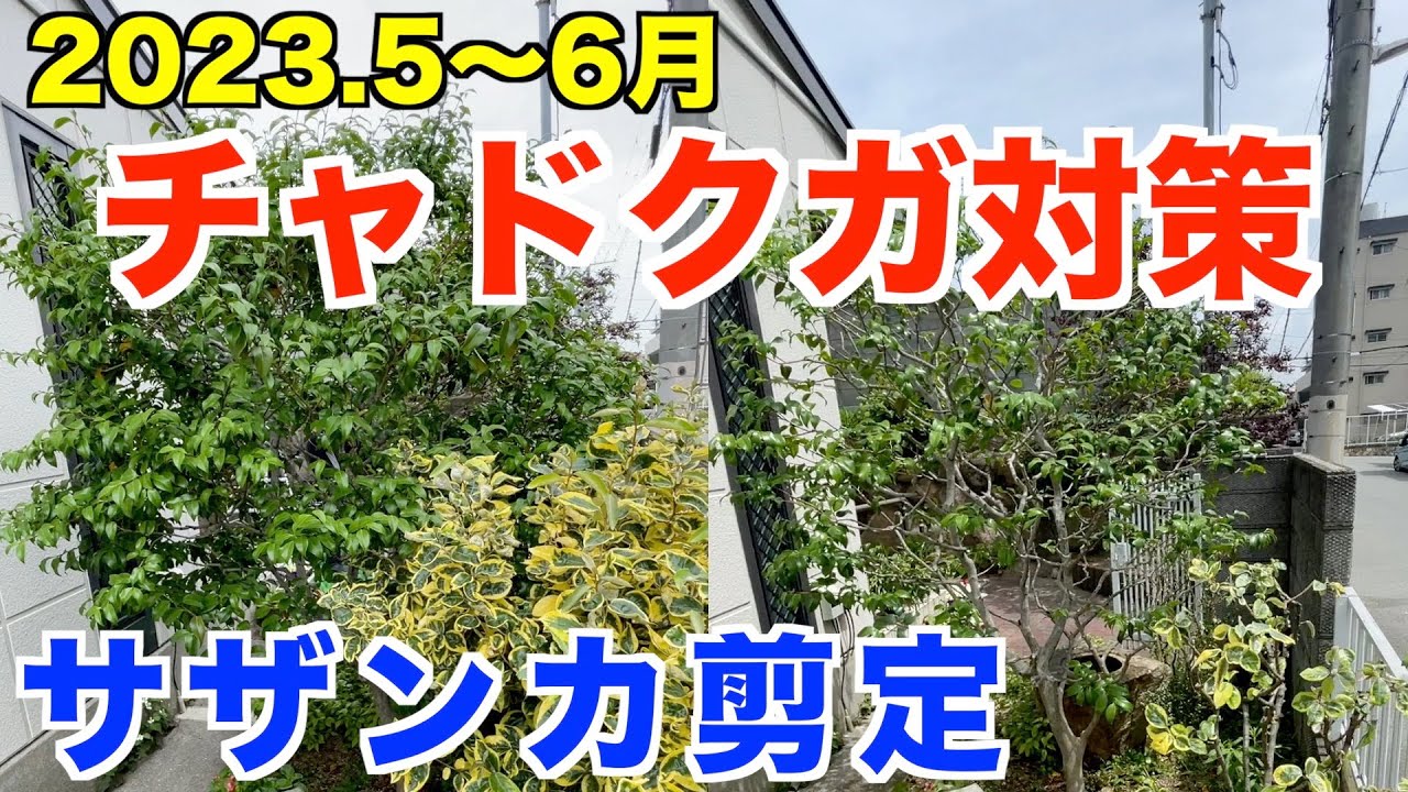 チャドクガ対策にもなる5月6月にするサザンカ剪定【庭師　剪定　サザンカ　5月】