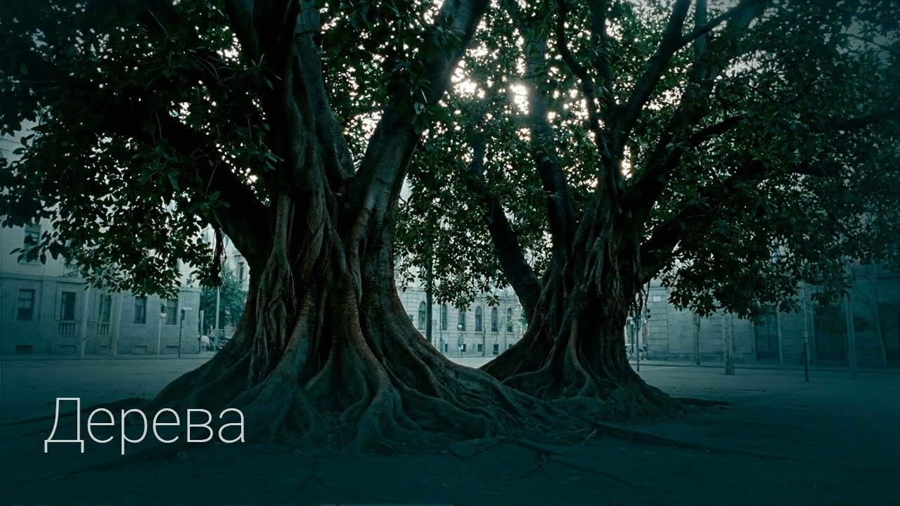 Скуйовджений - Дерева