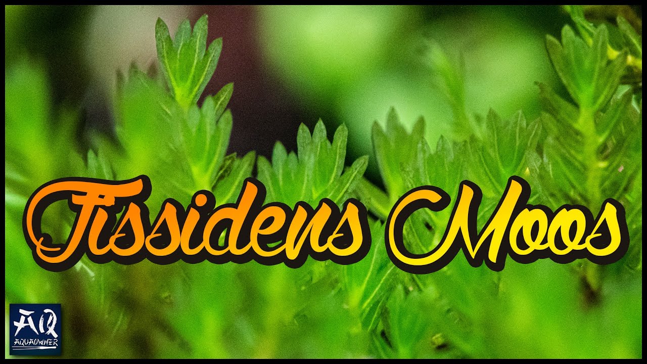Seltene Moose für dein Aquarium | AquaOwner