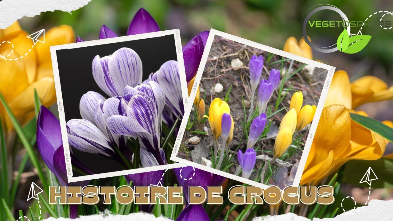 Les crocus #natur #nature #garden #crocus #vegetosphere  #spring #mountains