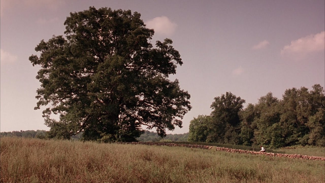 The Shawshank Redemption Tree