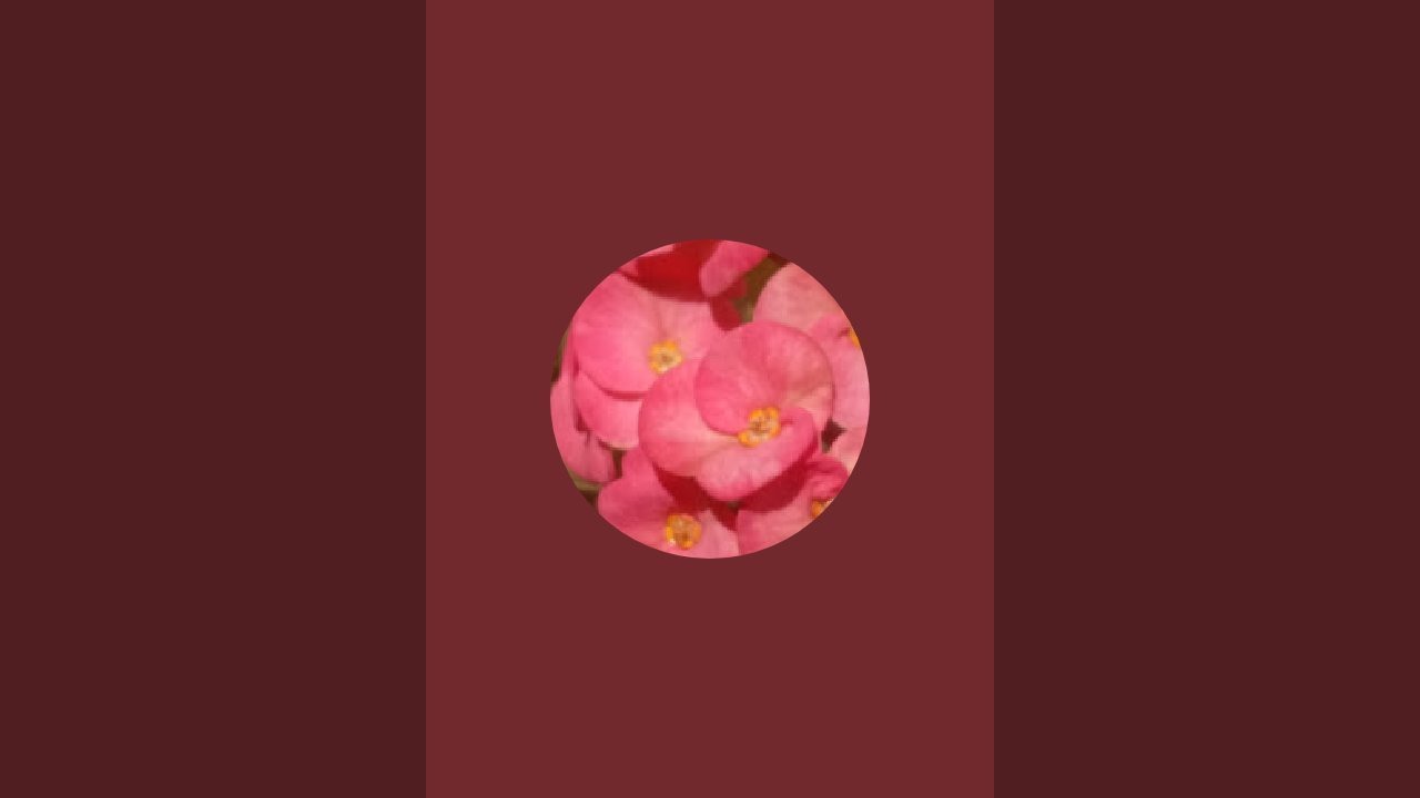 Manju kitchen garden  is live!