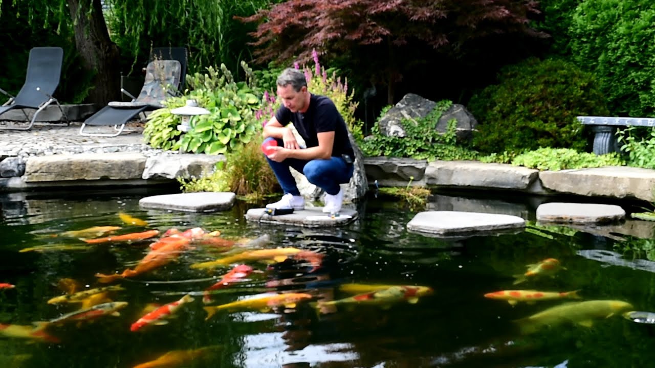 Modern Koi Blog #1113 &ndash; Ein Teich mit Problemen: Wasseranalyse