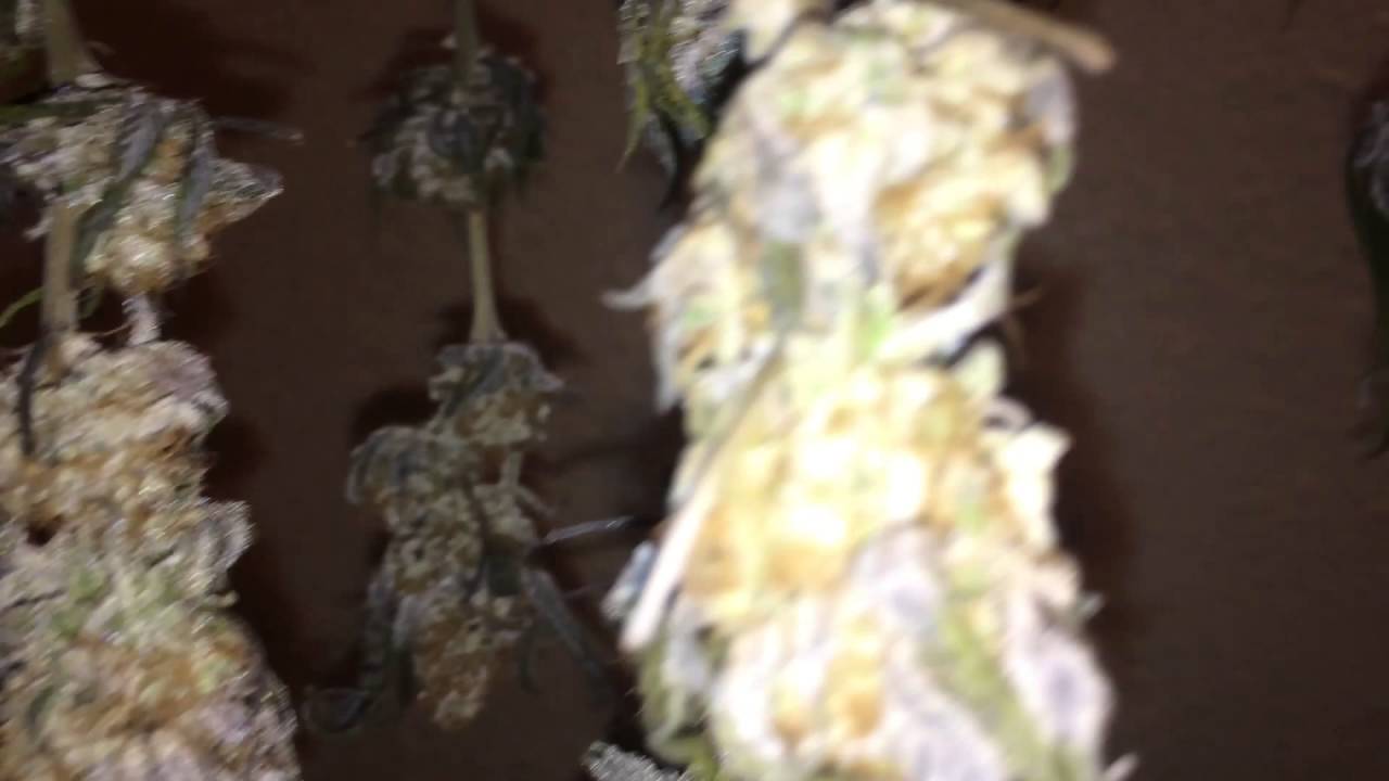 Grape OG clones harvested