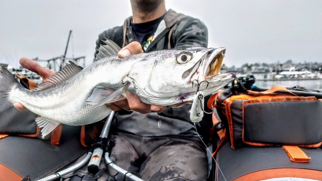 Corvina love The 6th Sense Provoke Jerkbait(Best Day Ever)