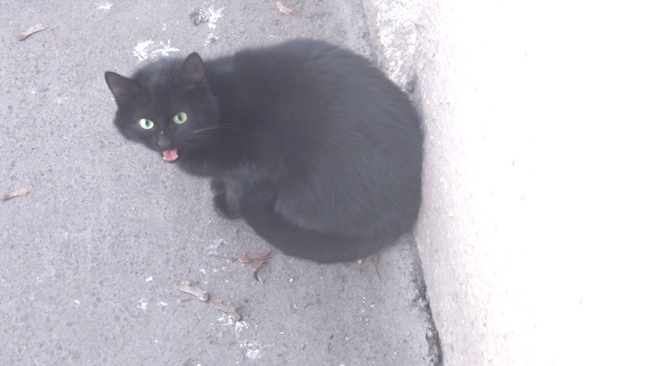 Young black cat crying without her kittens