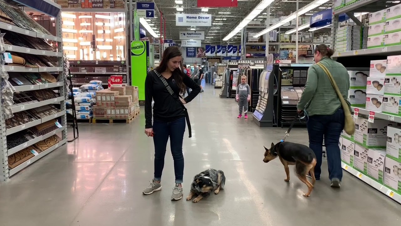 6 Month Old Australian Cattle Dog | Best Dog Training Oklahoma | Board And Train