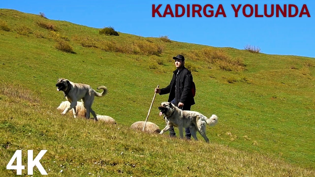 GÖÇ YOLU || TRABZON YAYLALARI  -1-