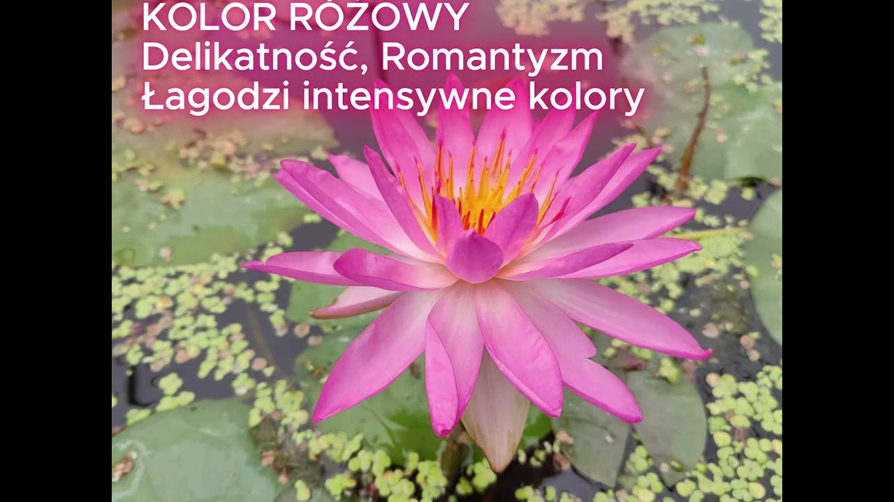 Znaczenie kolorów– tęsknota za wiosną uchwycona w barwach natury 🌸🌿 #perfektklik #kolorynatury