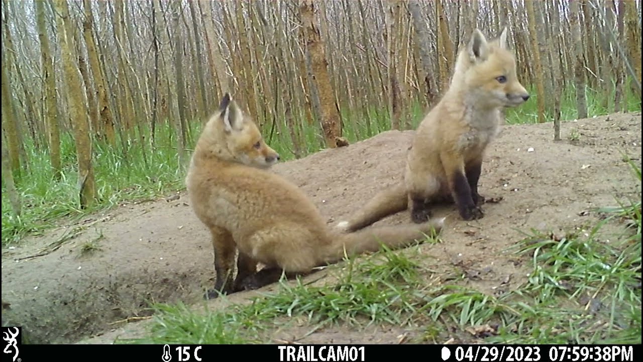 #Fox kits playing and mama #fox grooming at the #DairyBushFoxDen