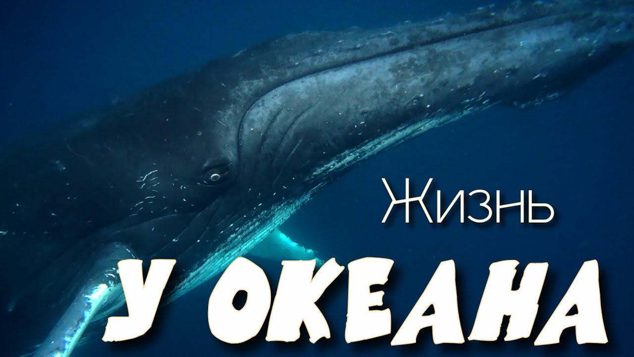 Я плыл рядом с китами!