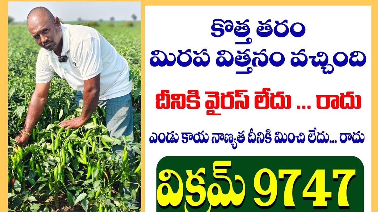 కొత్త తరం మిరప విత్తనం వచ్చింది // Best chilli variety in india// Rythutech 
