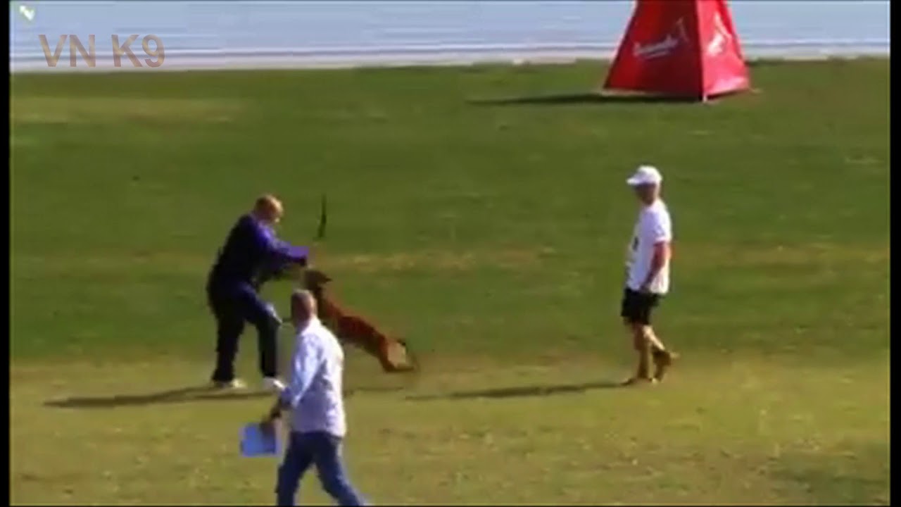 belgian malinois dog Lito and Arnold Kivágó,Super protection C96, fci IPO 2018
