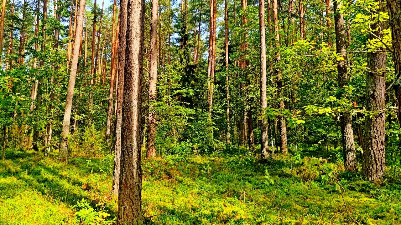 Умиротворяющие звуки леса 🌿 5 часов успокаивающей зелени и пения птиц