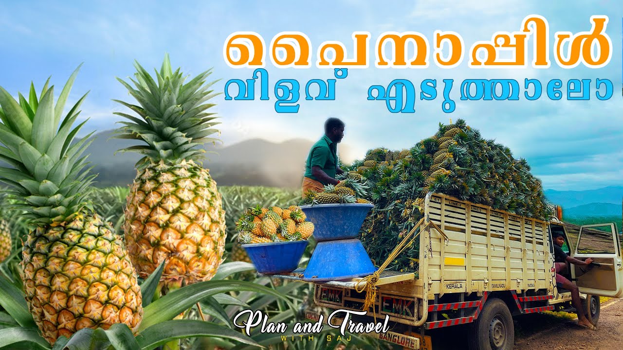 പൈനാപ്പിൾ വിളവെടുപ്പ് കണ്ടിട്ടുണ്ടോ? | PINEAPPLE HARVESTING | VAZHAKULAM PINEAPPLE