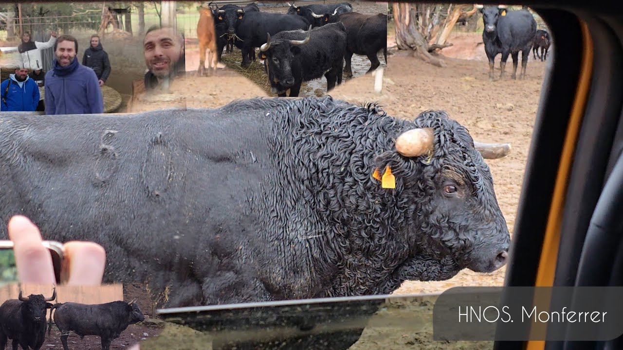 Bonita Visita a la Ganaderia de Hnos. Monferrer , Enero 2026 