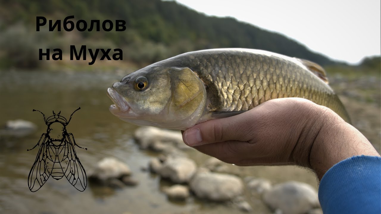 Риболов на Кефал по река Върбица // Част 1