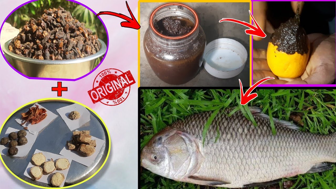 BIG KATLA FISHING MAHUA BAIT | MAHUA LAPPING | #BEAT_FISHING_BAIT |  @jinnas_fishing_update