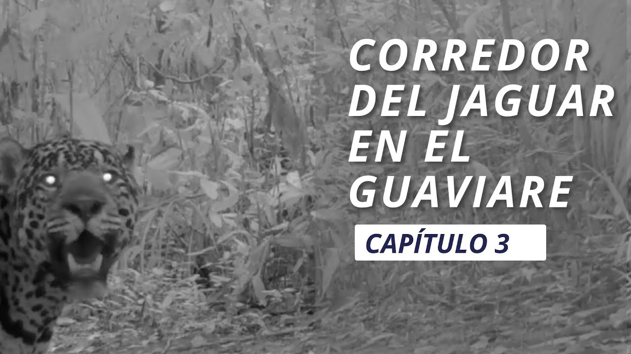 MINISERIE CORREDOR DEL JAGUAR - CAPÍTULO 3