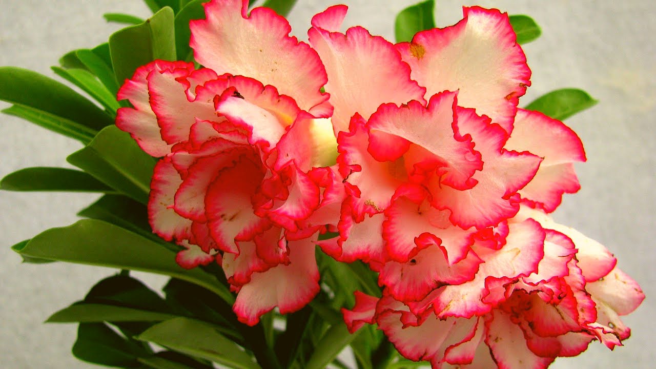How to Get More Flowers in Adenium Plant - Tips for Desert Rose Blooming