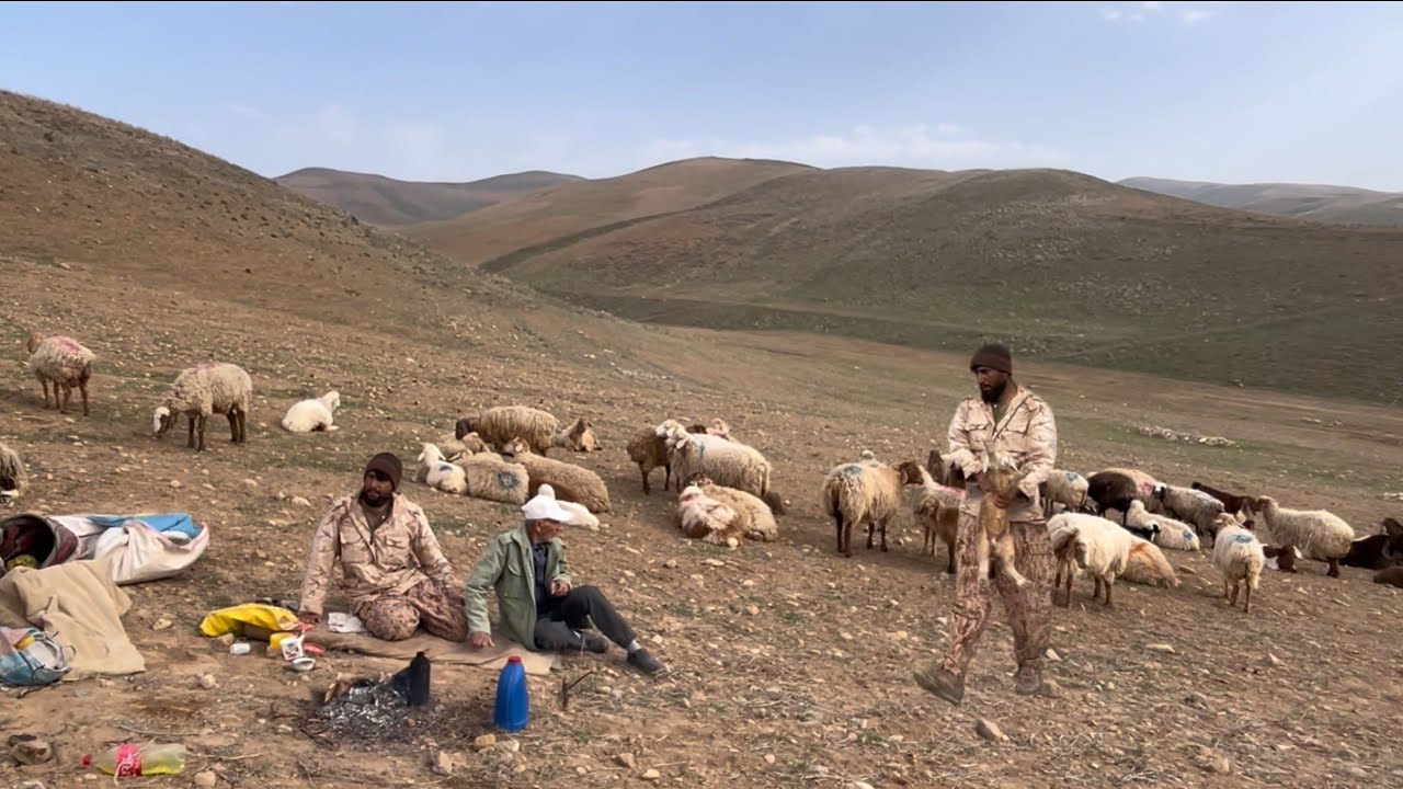 Iran’s Elder Shepherd | 72 Years Old, 300 Sheep to Guard