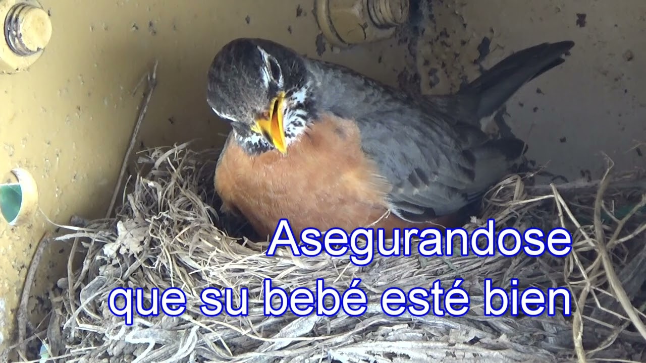 Daniel y la Pajarita 2