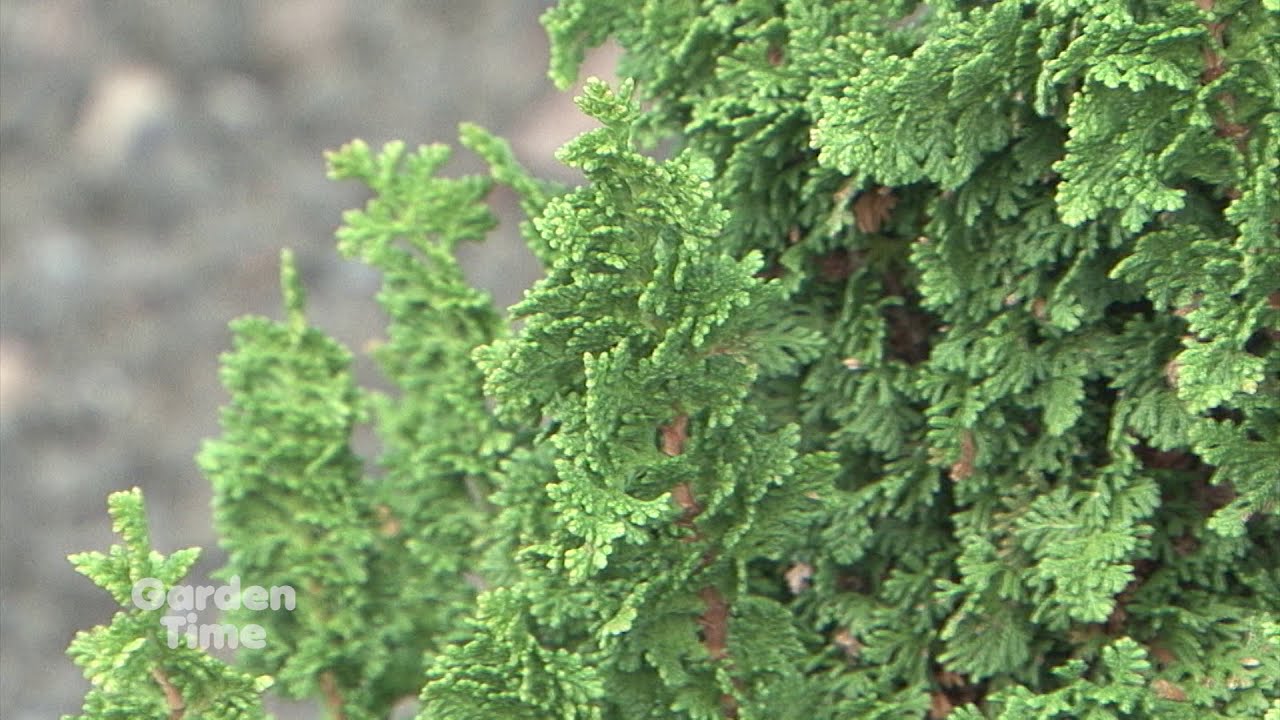 Winter Conifers