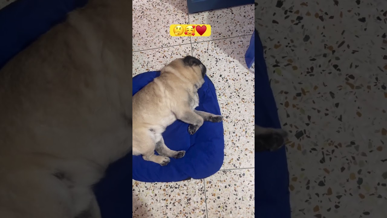 So relaxing 😴😪shorts #trending #funny #memes #pug #pets #dog #subscribe #youtubeshorts #viral