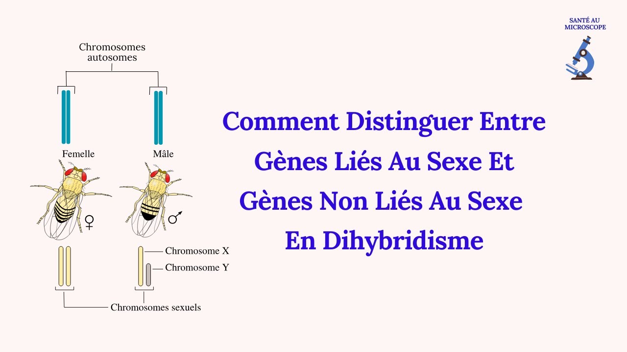 Comment distinguer Entre Les Gènes Liés Au Sexe Et Les Gènes Non Liés  Au Sexe En Dihybridisme