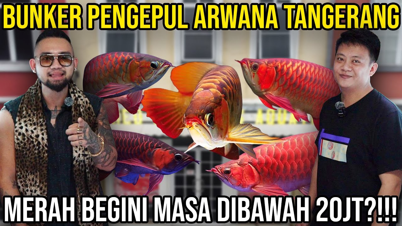 BUNKER PENGEPUL ARWANA TANGERANG MERAH BEGINI MASA DIBAWAH 20JT?! #Audreykingofthejungle #indoexotic