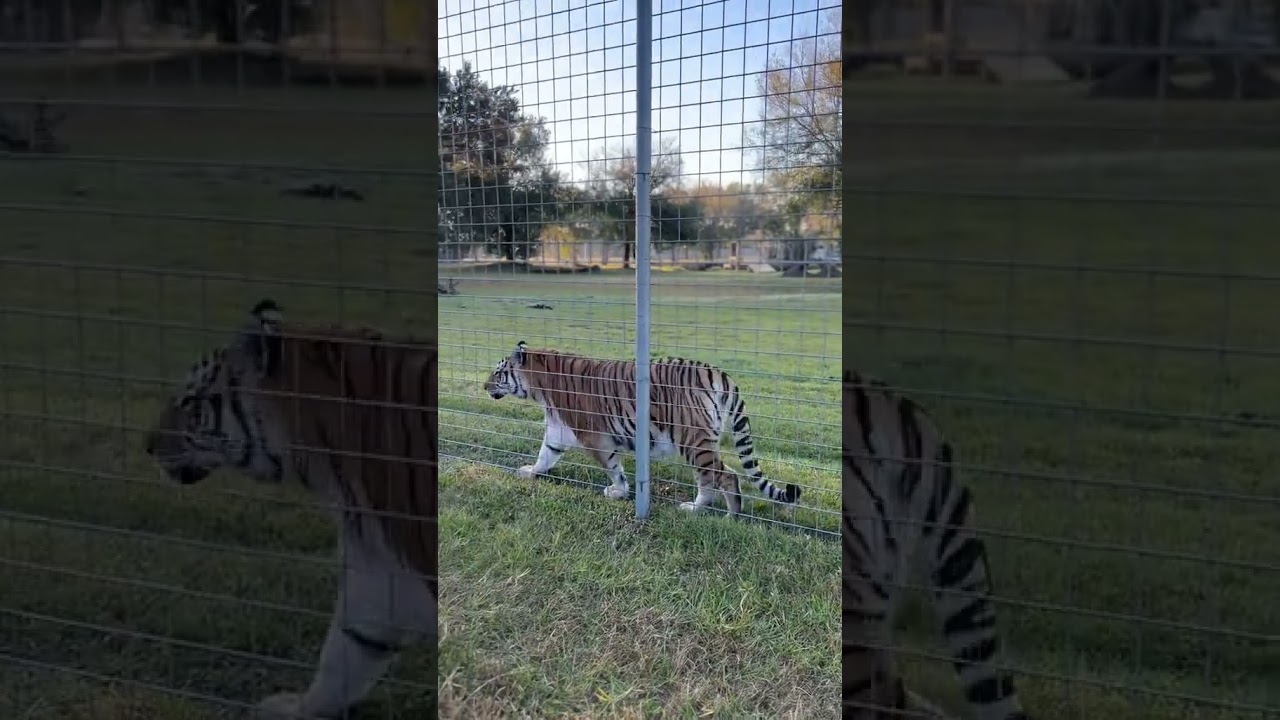 #catrescue