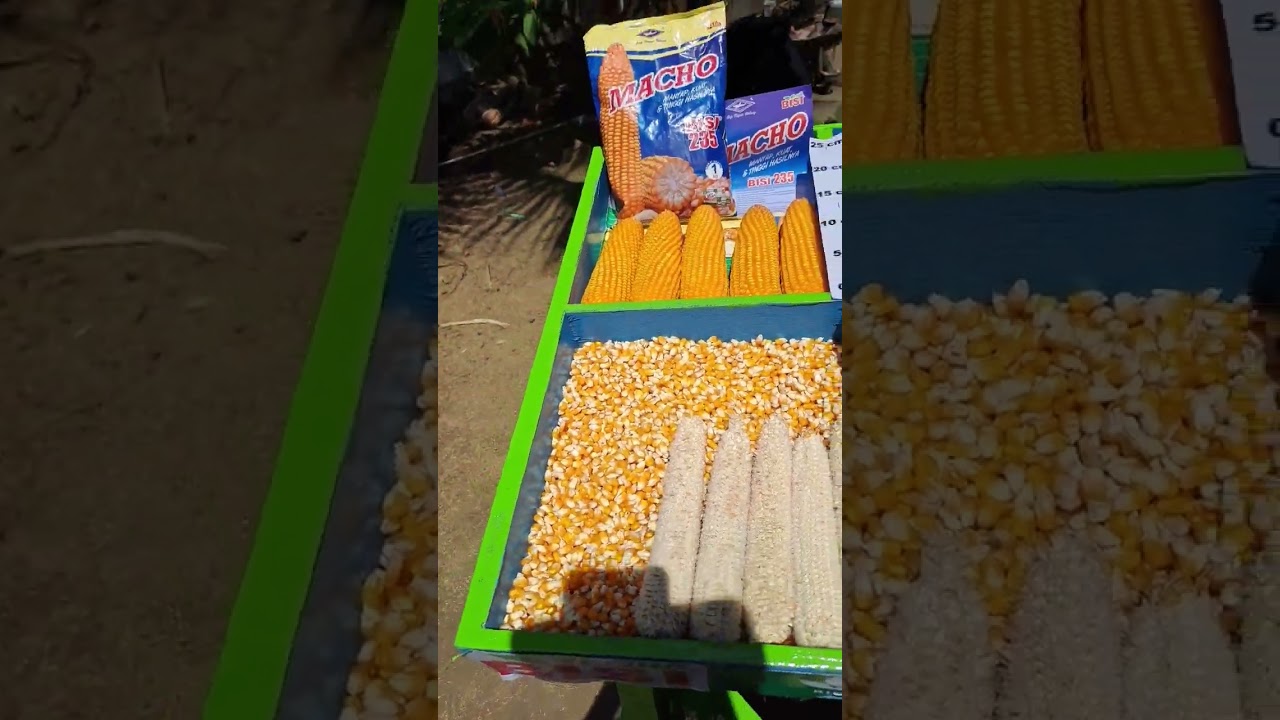 Mau Jagung Tongkol Besar dan Panjang?? Ya Maskot Macho #jagung #petani #bisi