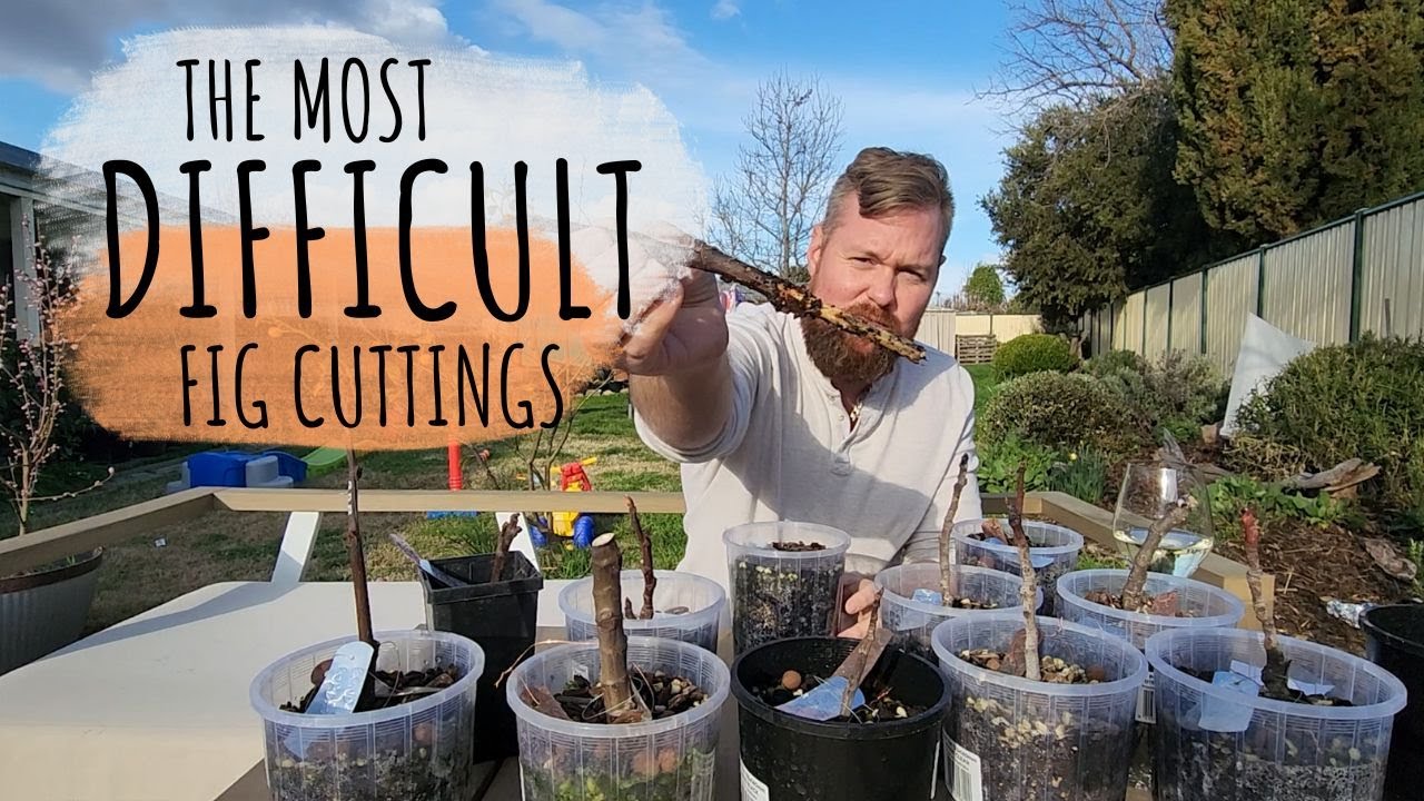 My top 10 HARDEST fig cuttings to root.