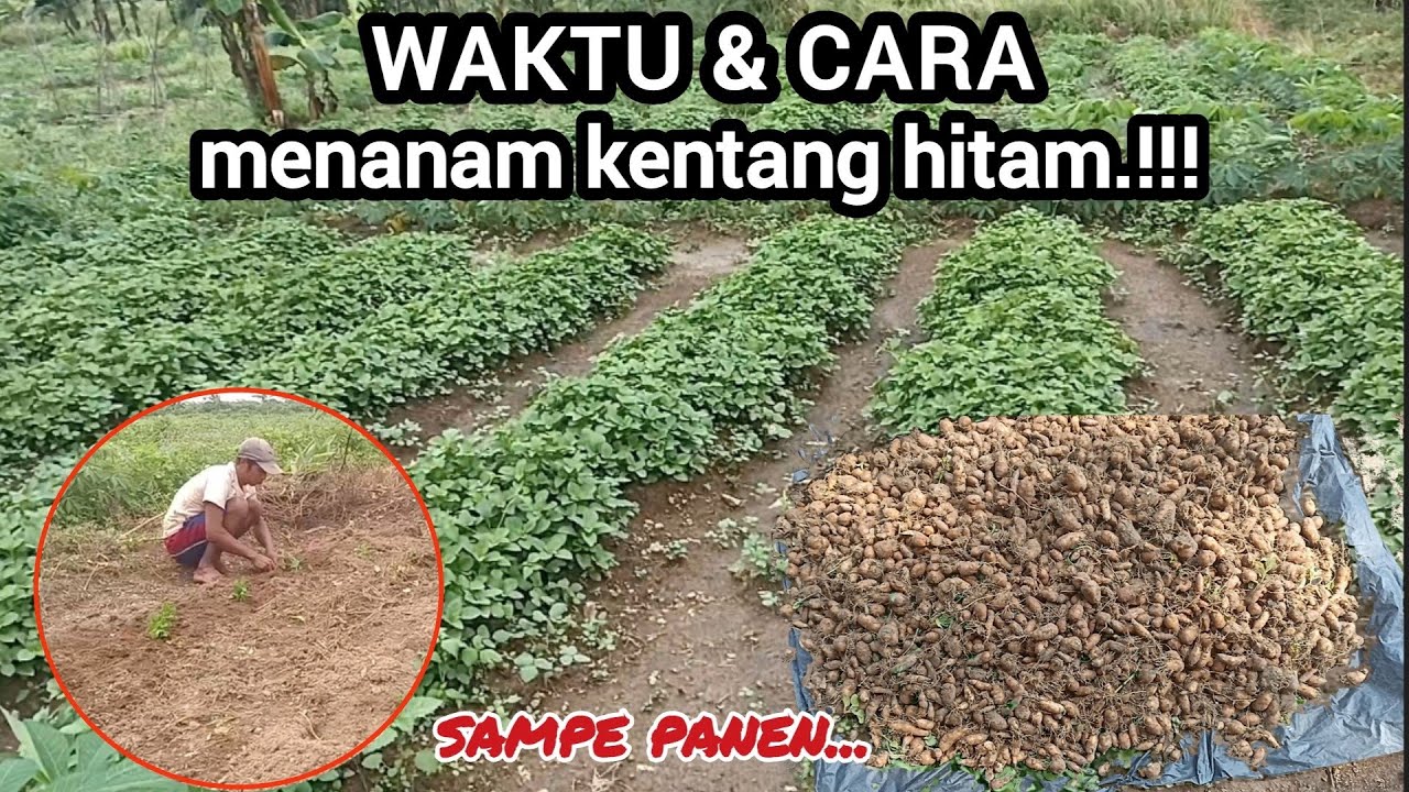 budidaya kentang hitam jawa‼️dari awal sampe panen.