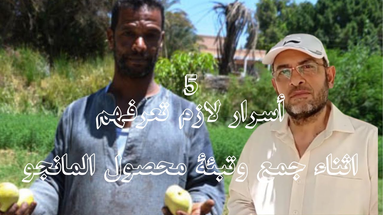 5 اسرار مهمة لازم تعرفهم اثناء جنى وتعبئة ثمار المانجو علشان تزود دخلك- مع دكتور احمد الشيخ