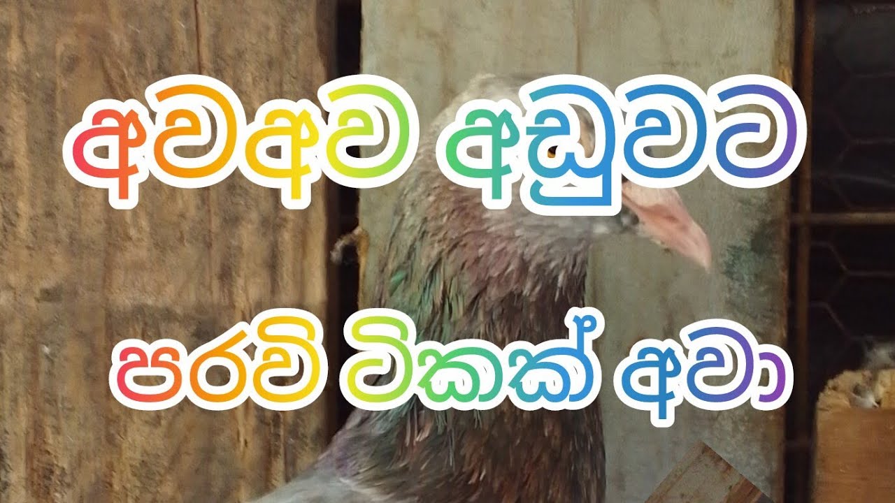 සුපිරි පරවියන් ඉන්නවා