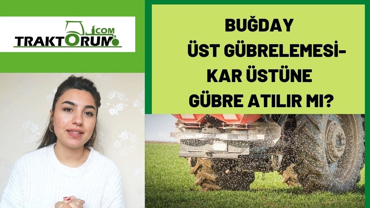 Buğday Üst Gübrelemesi - Kar üstüne gübre atılır mı?
