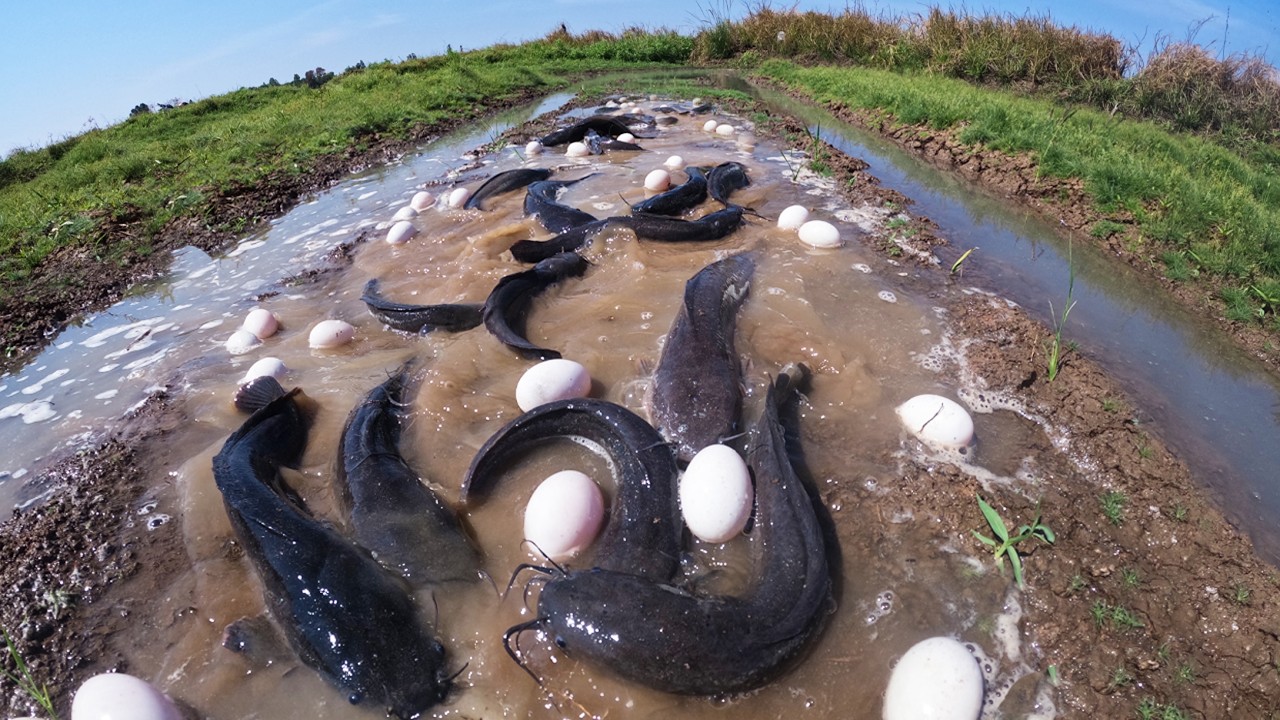 Amazing - A lot of fish and eggs in water in rice field lucky fisherman catch a lot of by best hand