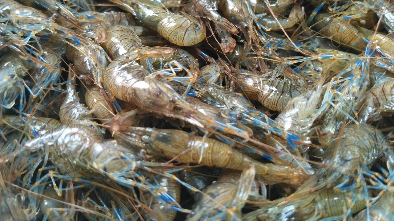Как ловить креветок/How to catch shrimp