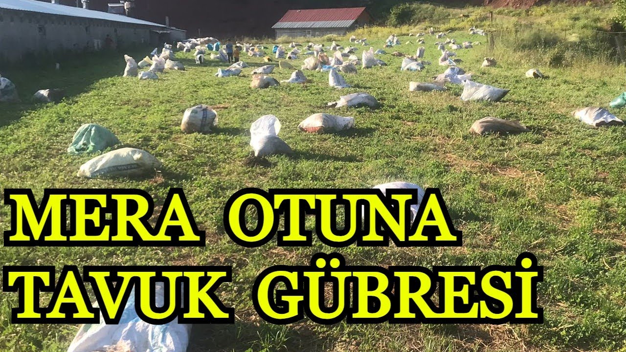 Yapay Mera Çayır Otu Organik Gübre
