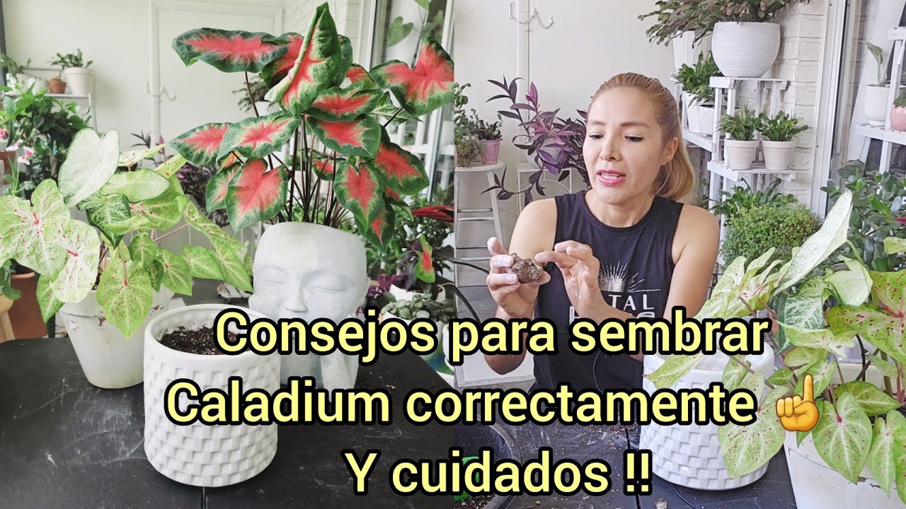 CUANDO Y COMO SEMBRAR CALADIUM CORRECTAMENTE Y CONSEJOS PARA SU CUIDADO 😍!!