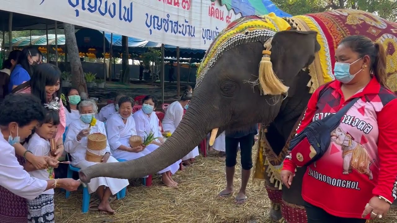 ดาวใส่บาตร….ที่วัดดอนปู่ตา⁉️