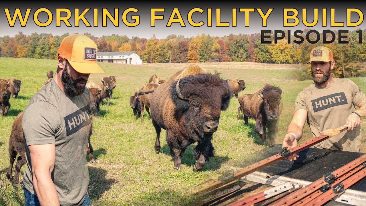 Building A Working Facility For Our Bison Farm // Combining The Highland Cows With Our Horses