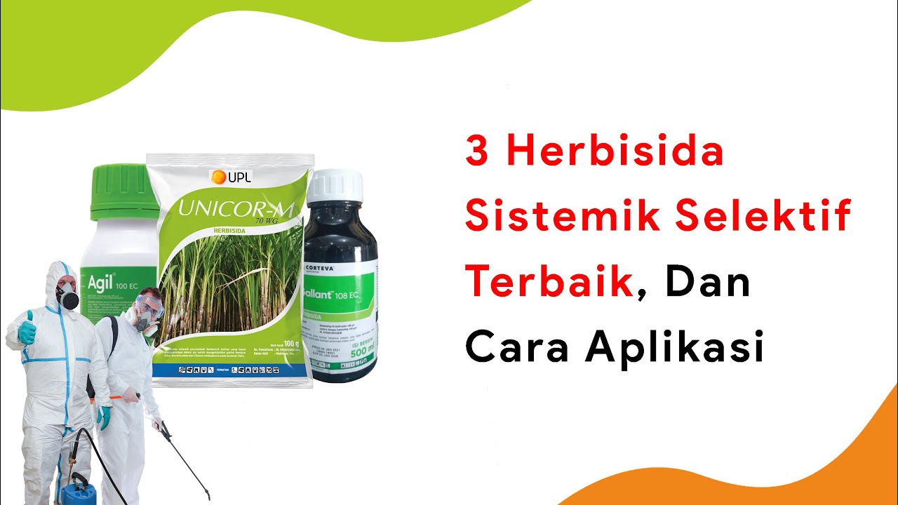 Aplikasi Herbisida Sistemik Harus Begini, 3 Herbisida Sistemik Selektif Teratas