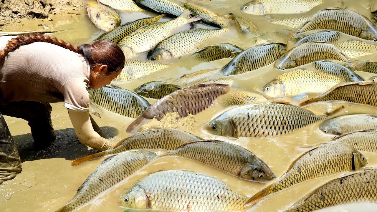 Encounter a Huge School of Giant Carp in the Mud, Catch and Sell Fish at the Market with My Children