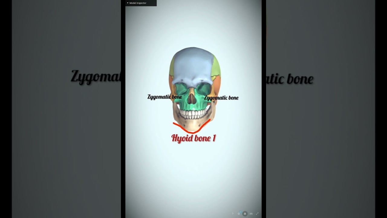Axial Skeleton: 80 Bones Explained (3D Animation) 