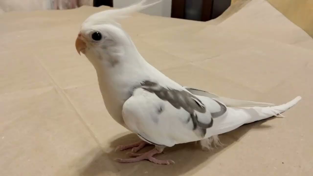 ひたすら　メダカ動画